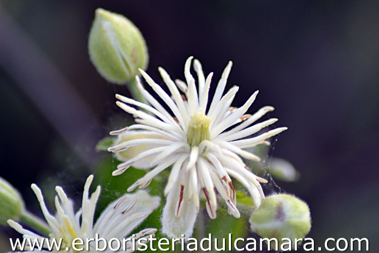 Clematis vitalba (Ranuncolaceae)