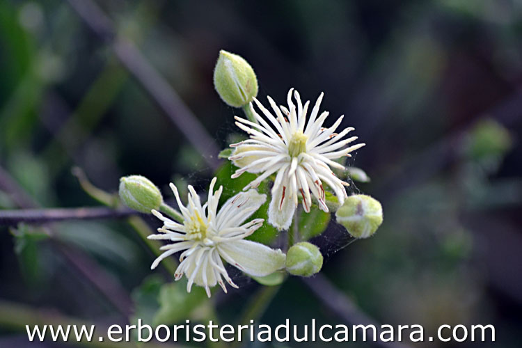 Clematis vitalba (Ranuncolaceae)