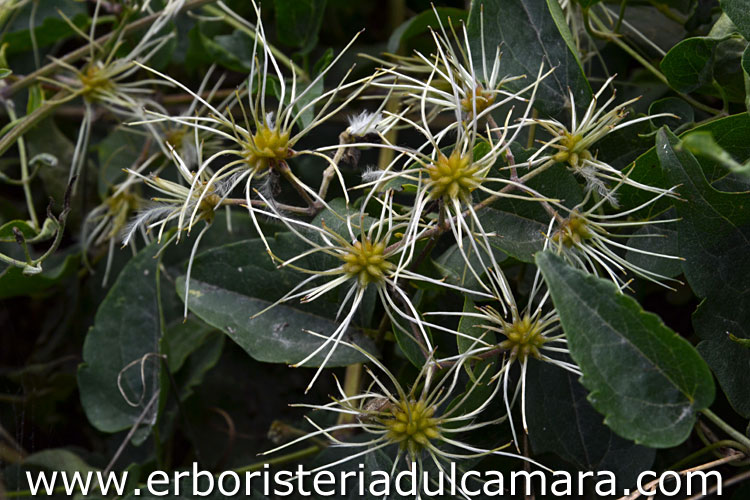 Clematis vitalba (Ranuncolaceae)