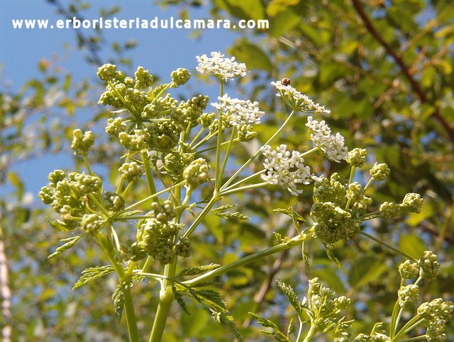 Conium maculatum (Umbelliferae)