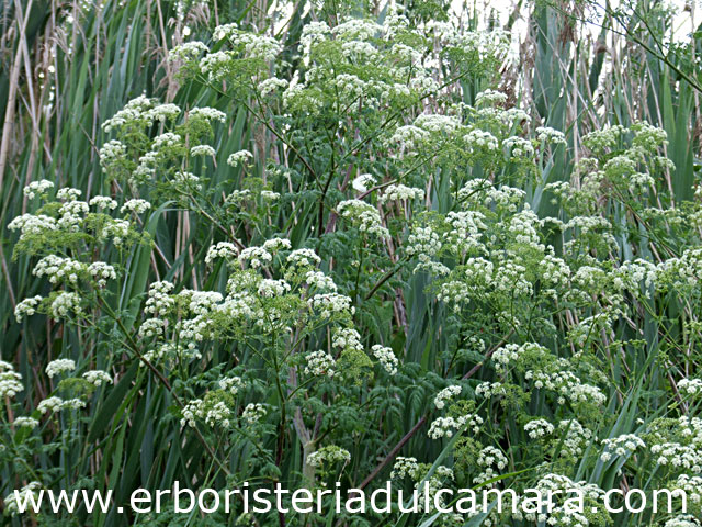 Conium maculatum (Umbelliferae)