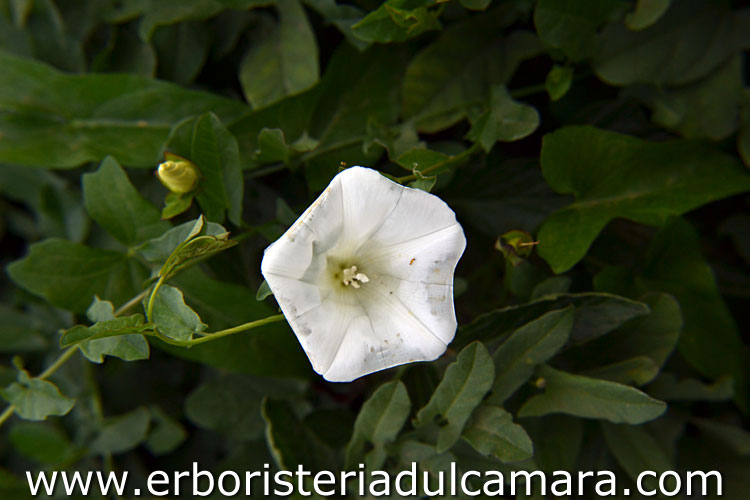 Convolvulus arvensis (Convolvulaceae)