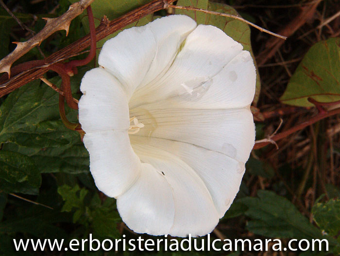 Calystegia sepium (Convolvulaceae)