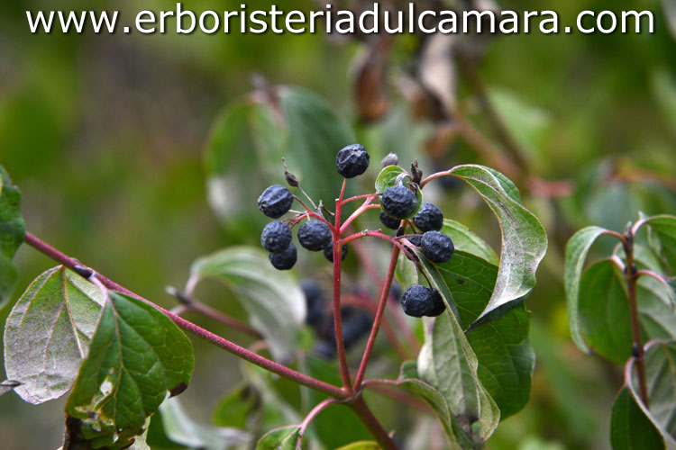 Cornus sanguinea (Cornaceae)