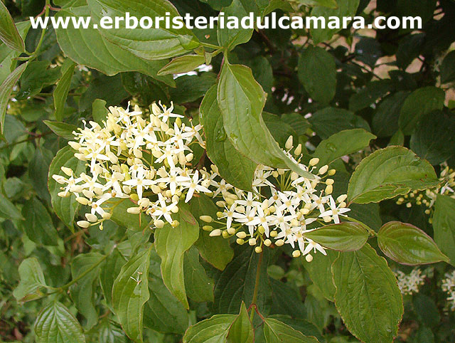 Cornus sanguinea (Cornaceae)