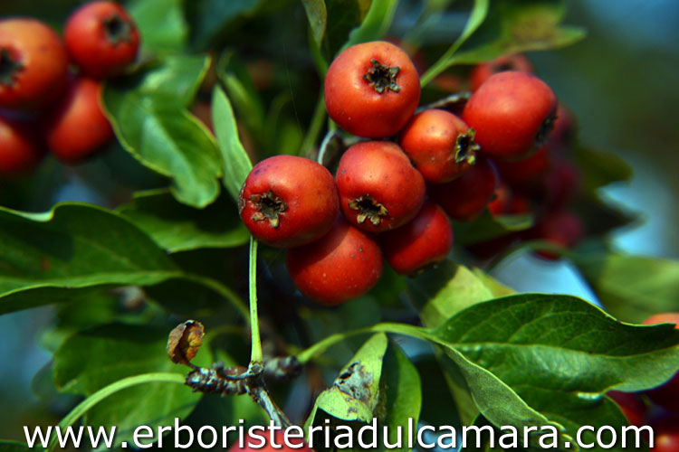 Crataegus azarolus (Rosaceae)