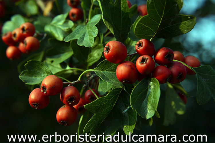 Crataegus azarolus (Rosaceae)