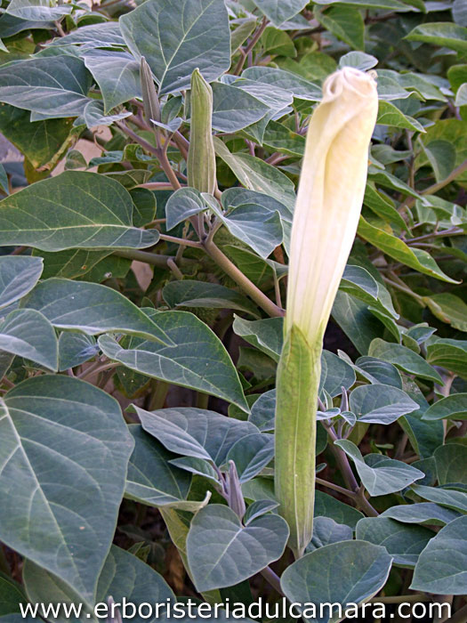 Datura inoxia (Solanaceae)