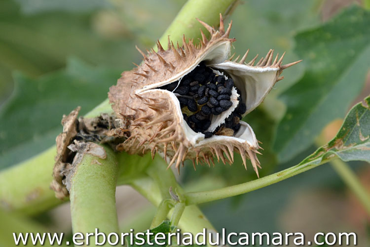 Datura stramonium (Solanaceae)