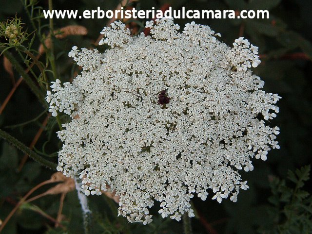 Daucus carota (Umbelliferae)