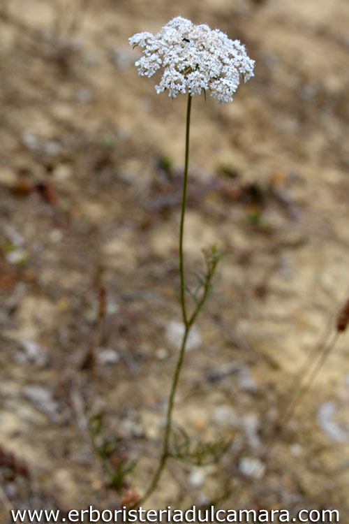 Daucus carota (Umbelliferae)