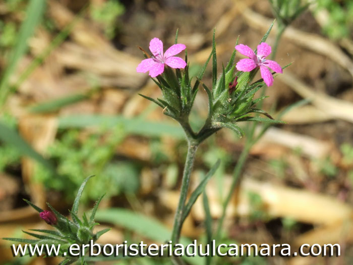 Dianthus armeria (Caryophyllaceae)