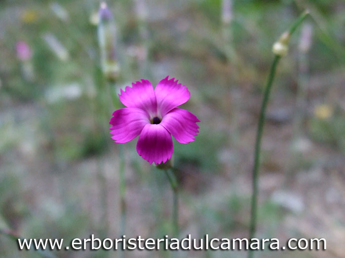 Dianthus sylvestris (Caryophyllaceae)