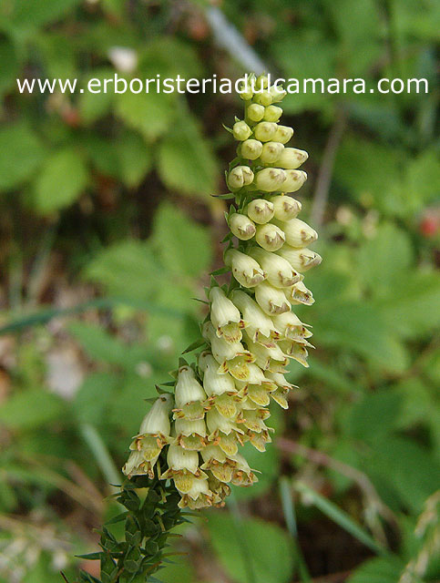 Digitalis lutea (Scrophulariaceae)