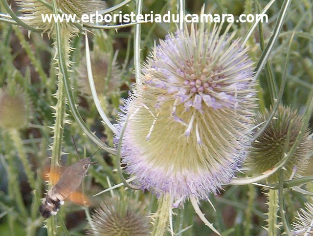 Dipsacus sylvestris (Dipsacaceae)