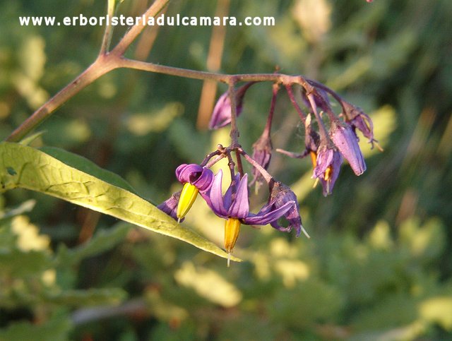 Solanum dulcamara (Solanaceae)