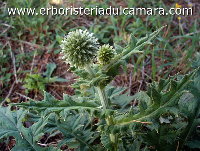 Echinops sphaerocephalus (Asteraceae)