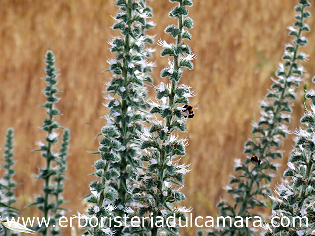 Echium italicum (Boraginaceae)