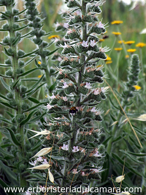 Echium italicum (Boraginaceae)