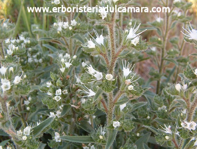 Echium italicum (Boraginaceae)