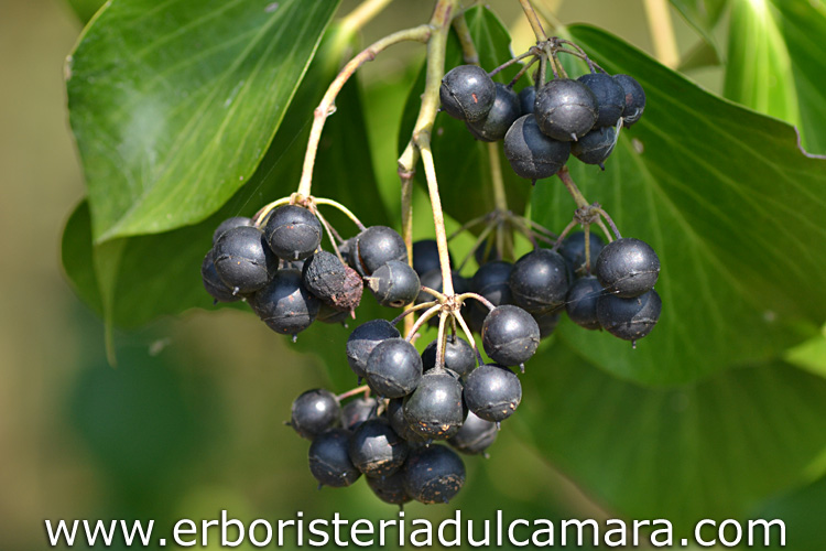 Edera helix (Araliaceae)