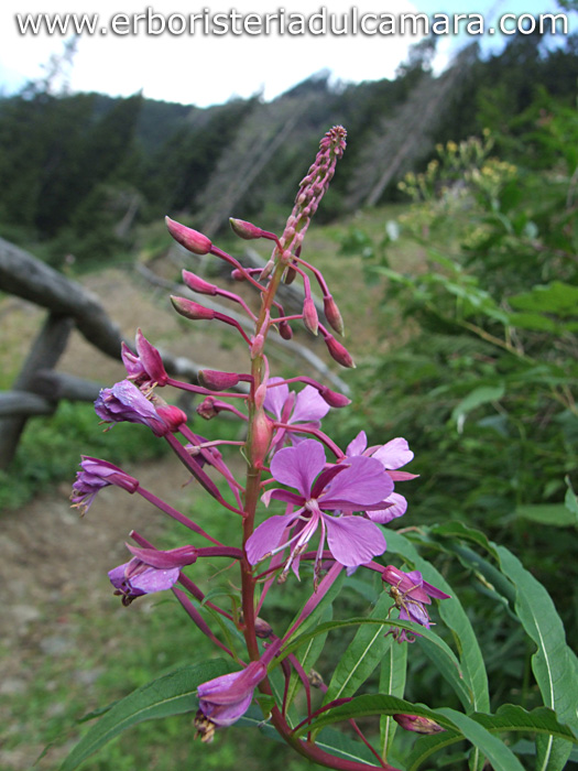 Epilobium angustifolium (Onagraceae)