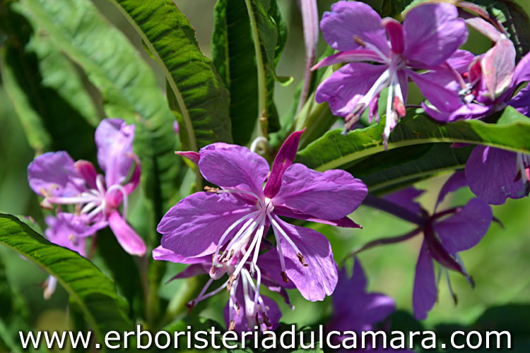 Epilobium angustifolium (Onagraceae)