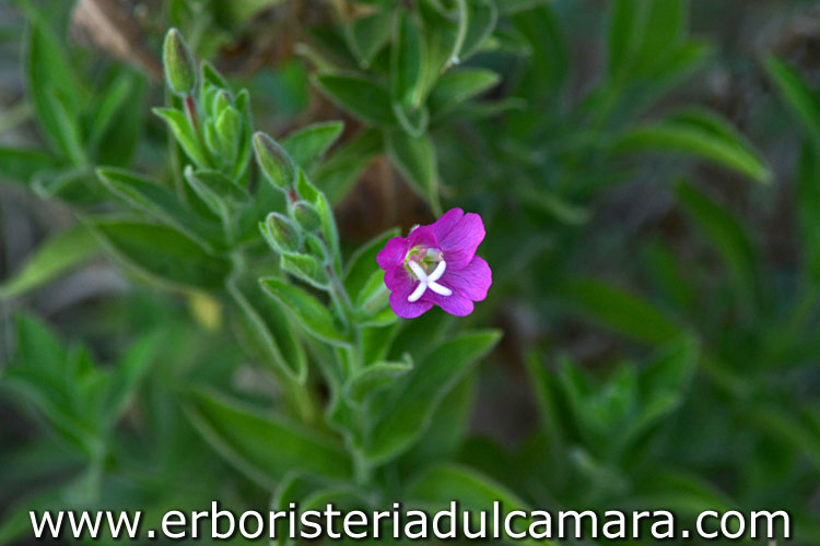 Epilobium hirsutum (Onagraceae)