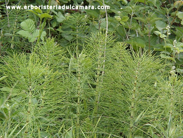 Equisetum maximum (Equisetaceae)