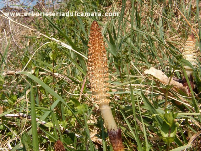 Equisetum maximum (Equisetaceae)