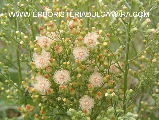 Erigeron canadensis (Asteraceae)