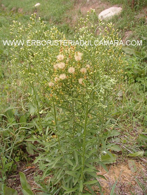 Erigeron canadensis (Asteraceae)