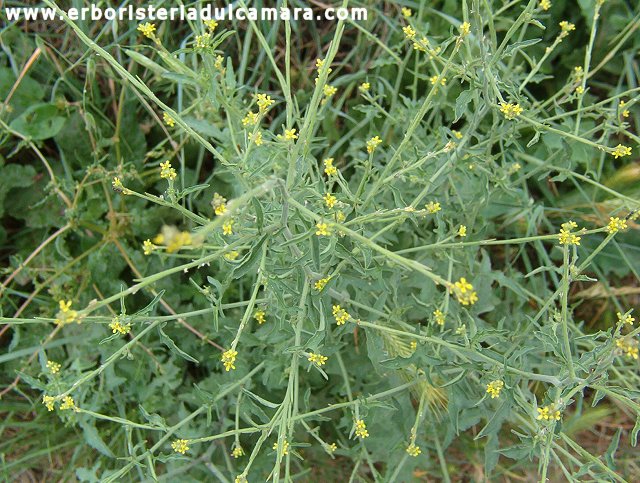 Sisymbrium officinale (Crucifere)