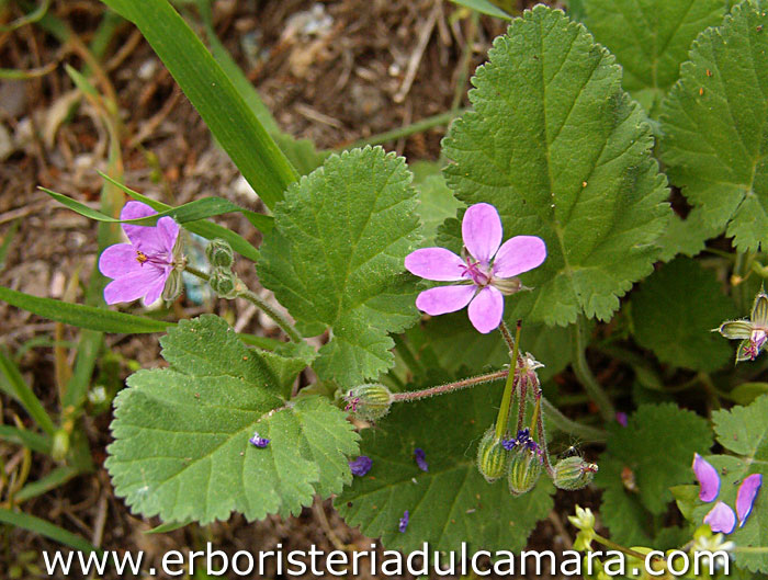 Erodium malacoides (Geraniaceae)