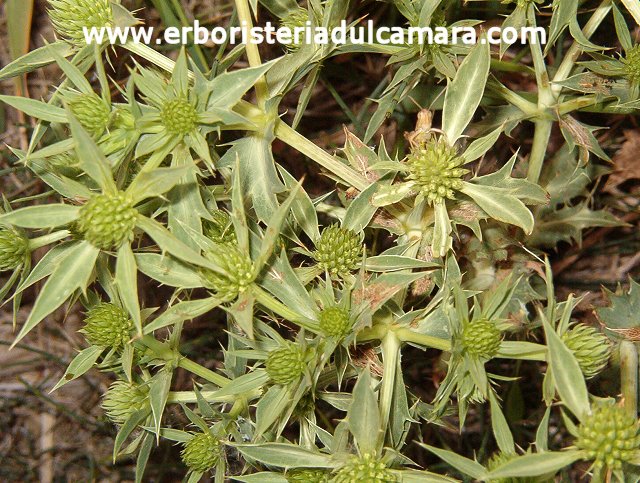 Eryngium campestre (Umbelliferae)