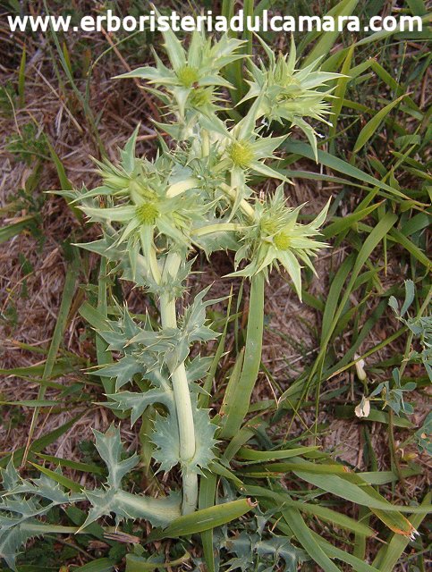 Eryngium campestre (Umbelliferae)