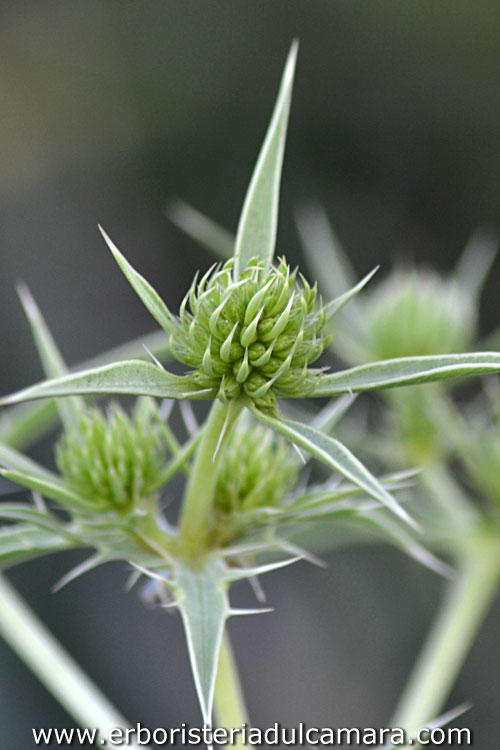 Eryngium campestre (Umbelliferae)