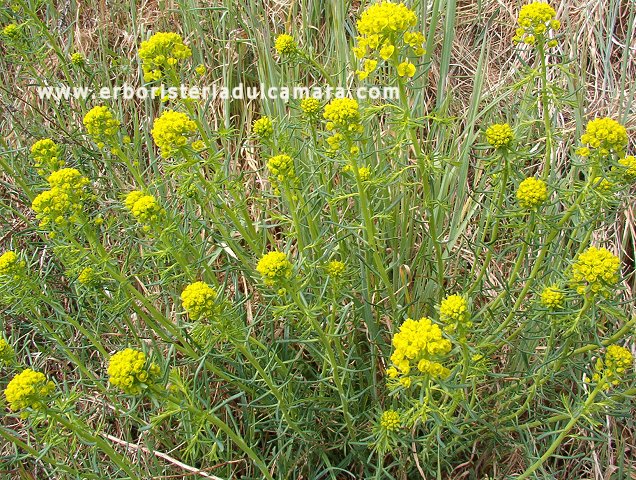 Euphorbia cyparissias (Euphorbiaceae)