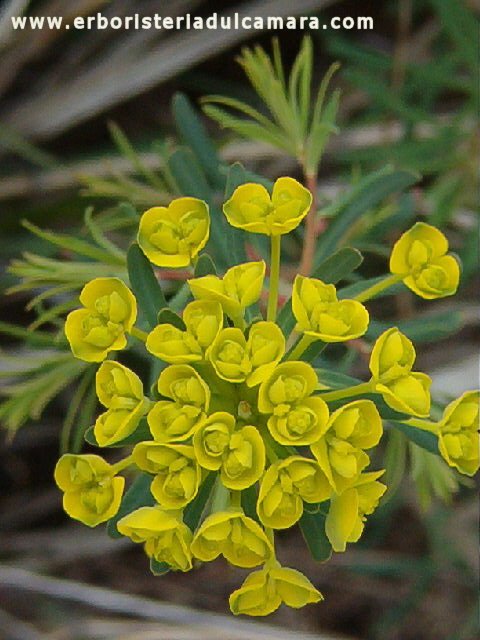 Euphorbia cyparissias (Euphorbiaceae)