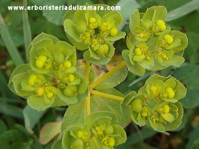 Euphorbia helioscopia (Euphorbiaceae)