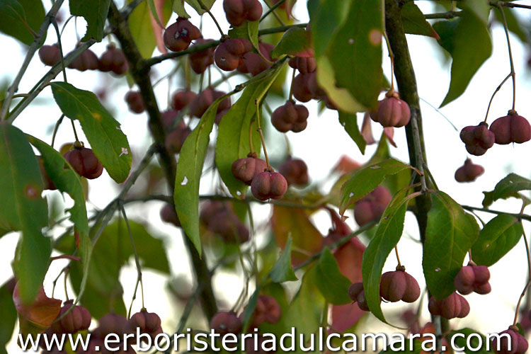 Euonymus europaeus (Celastraceae)