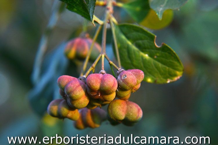 Euonymus europaeus (Celastraceae)