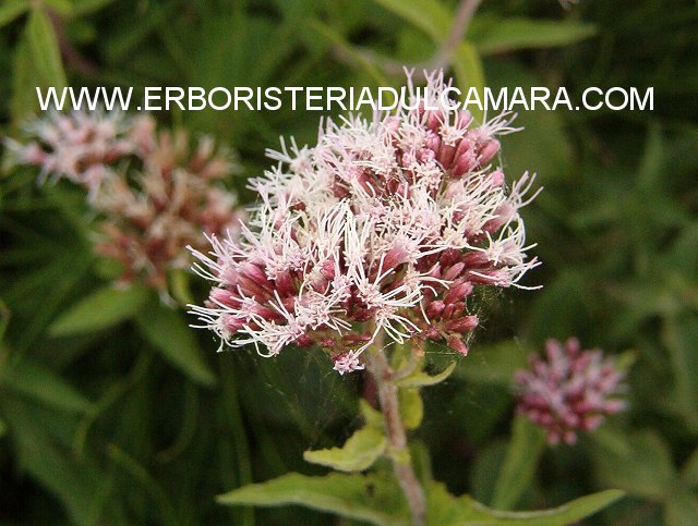 Eupatorium cannabinum (Asteraceae)