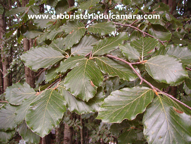 Fagus sativa (Fagaceae)