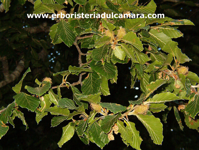 Fagus sativa (Fagaceae)