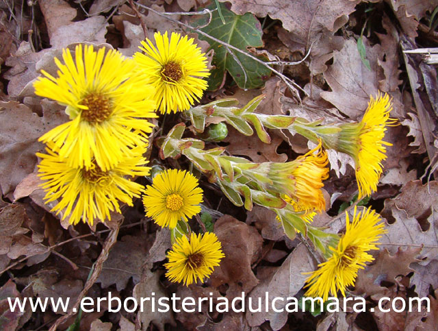 Tussilago farfara (Asteraceae)