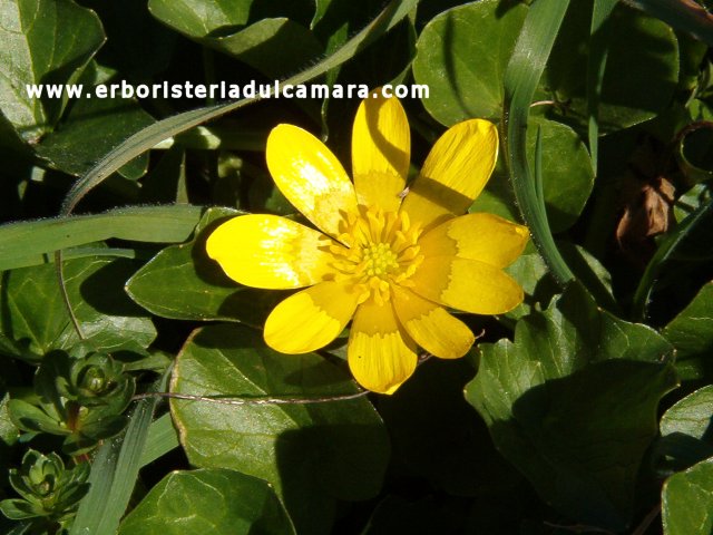 Ranunculs ficaria (Ranuncolaceae)