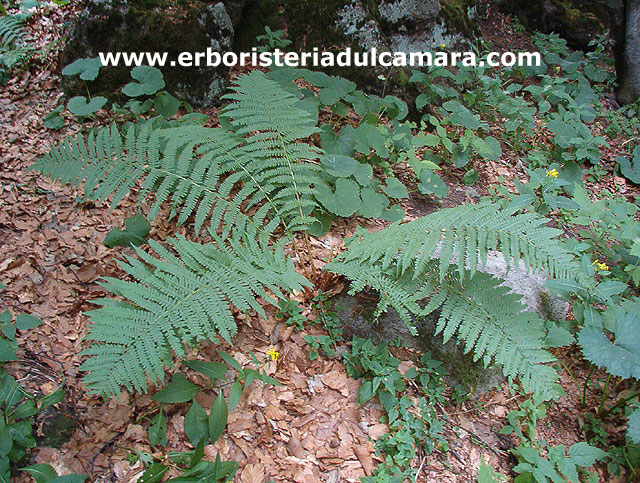 Dryopteris filix-mas (Dryopteridaceae)