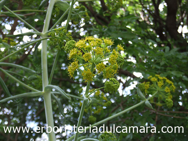 Ferula communis (Umbelliferae)