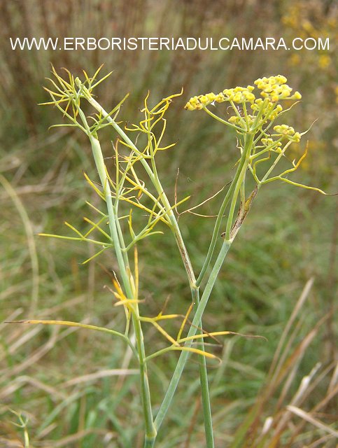 Foeniculum vulgare (Umbelliferae)